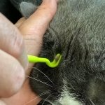 HouChanges 3Pcs Tick Remover Tool,Painlessly Tick for Dogs Cats and Humans Pets Green - Image 5