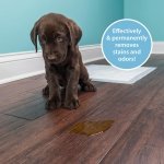 Dog urine remover – PIPI-Weg Spray 750 ml – enzymatic cleaner for dog pee, faeces & vomit – strong odour control for carpets, sofas & floors – natural, pet-safe formula – deep acting – by ARKA - Image 6